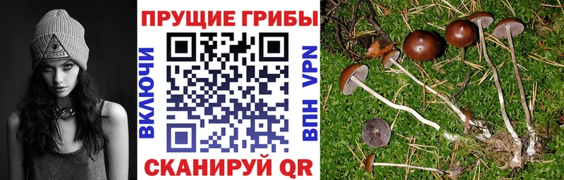Галлюциногенные грибы Cubensis это состав Таштагол
